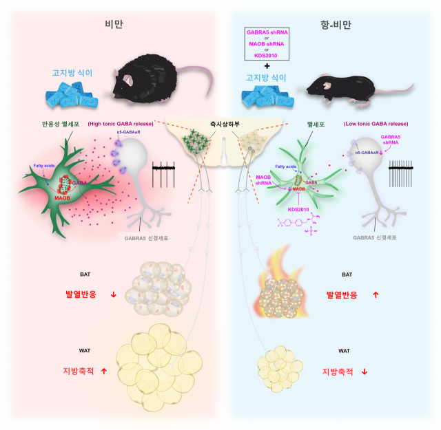 별세포의 지방 대사 조절 모식도. 사진 제공=IBS