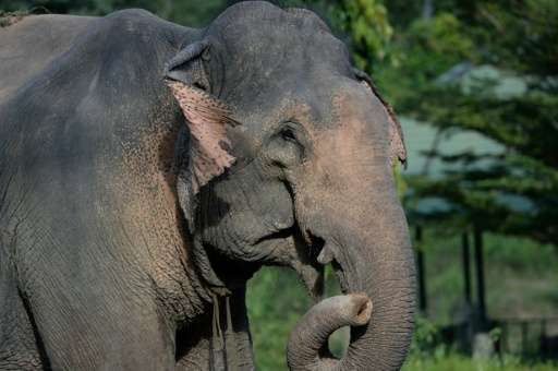 베트남 코끼리를 구할 청소년 해커톤[지구용]