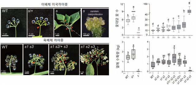 가지과 식물 ‘까마중(왼쪽)’과 이것의 유전체 편집에 따른 수확성 변화를 나타낸 그림. 사진 제공=한국연구재단