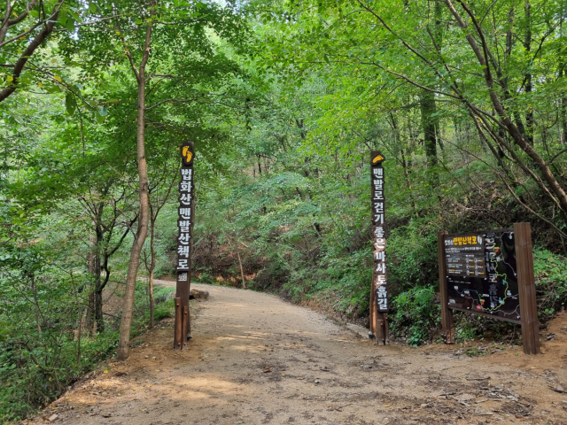 용인시 기흥구 마북동 법화산에 조성된 맨발 산책로. 사진 제공 = 용인시