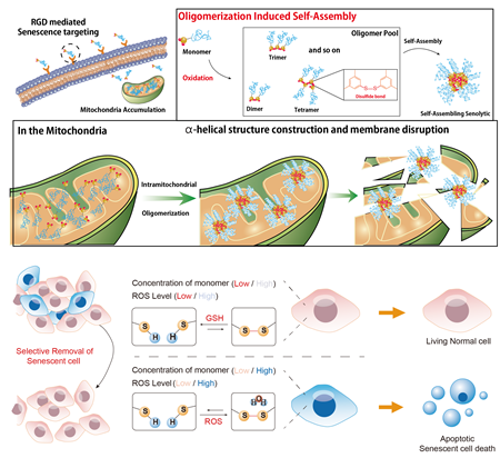 노화 세포내 미토콘드리아를 표적하여 자기조립체를 통한 노화세포의 사멸을 이끌어내는 연구를 나타내는 모식도. 유니스트