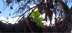 산불 잿더미 속 새잎 돋은 하와이 '반얀트리'…"희망의 상징"