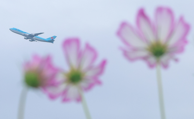 인천공항 하늘정원 코스모스 꽃밭이 일반 시민에게 개방된 이달 15일 오후 코스모스 위로 비행기가 지나고 있다. 연합뉴스