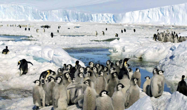 작년 남극 이상기온…무려 39도?
