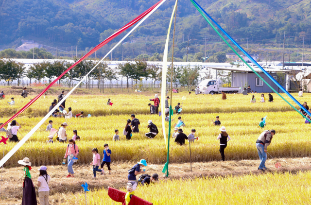 지난해 개최된 축제에서 참가자들이 논에서 메뚜기를 잡는모습