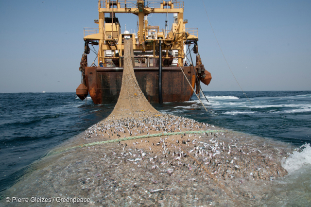 글로벌 해양 조약이 실제로 발효될 때까지 남획과 파괴적인 어업은 무분별하게 행해지고 있다./ 사진제공=그린피스