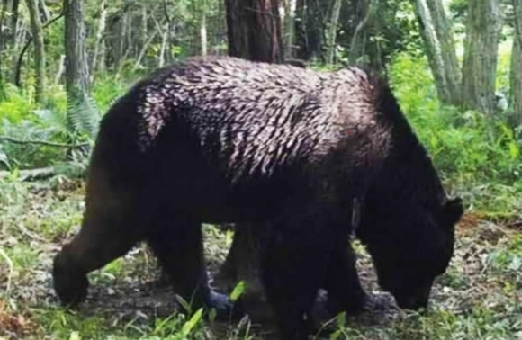 지난 7월 일본 홋카이도에서 사살된 불곰(코드명 ‘오소18’). 사진 제공=시베차정