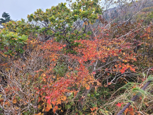 강원도 설악산 중청대피소 인근에 단풍이 물들어 있다.기상청 제공