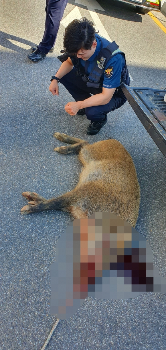 경찰관이 쏜 총에 사살된 멧돼지. 사진 제공=의정부경찰서