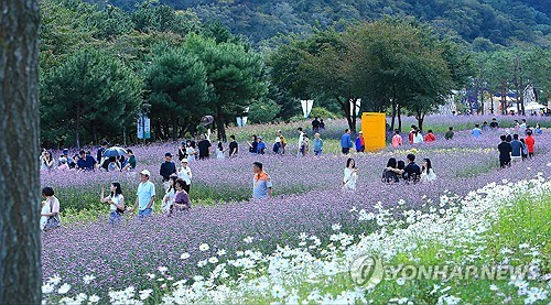 추석 연휴 마지막 날인 3일 강원 인제군 북면 용대리 가을꽃 축제장이 행락객들로 북적이고 있다. 사진=연합뉴스