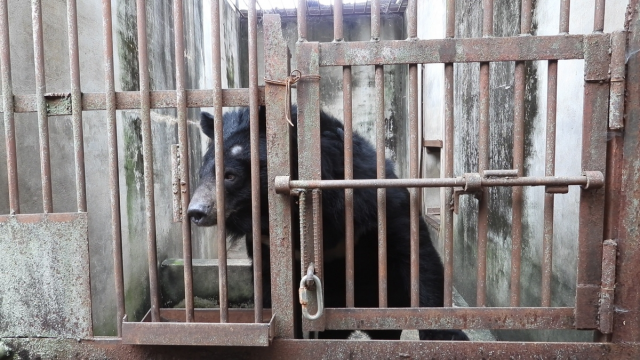 구조 전 웅담 채취용 사육곰 농장에 갇혀 살아온 반달가슴곰 '주영이'의 모습. 사진=동물권행동 ‘카라’