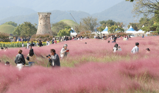 15일 경북 경주 첨성대 인근 동부사적지에 핑크뮬리가 만개한 가운데 많은 관광객이 가을 날씨를 만끽하고 있다. 연합뉴스