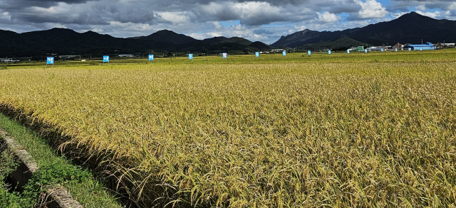 전남 서영암농협 친환경벼 집적화단지. 사진 제공=전라남도