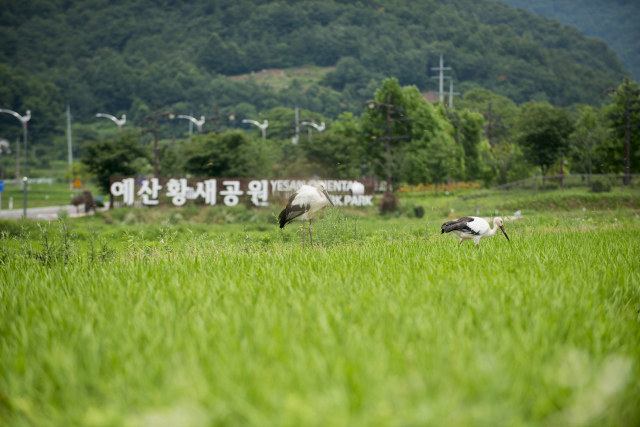 생태관광지역으로 신규 지정된 예산 황새공원. 사진제공=충남도