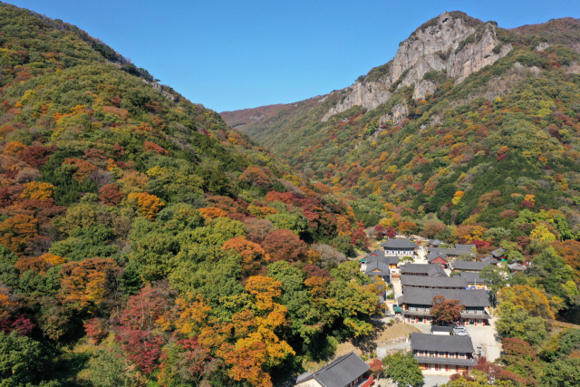 지난해 10월 내장산 백양사 인근의 단풍 모습. /연합뉴스