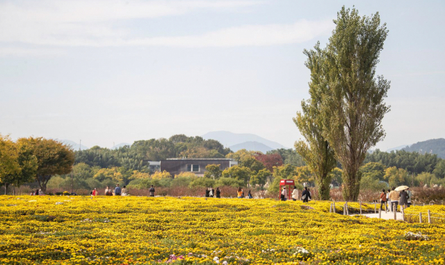 울산 태화강국가정원에 활짝 핀 국화. 사진제공=울산시