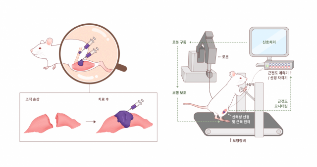 연구팀이 개발한 '주사 주입형 조직 보철용 전도성 하이드로젤 소재'(왼쪽)와 이를 삽입한 하반신 마비 쥐가 보행기의 도움으로 다시 걷는 모습을 나타낸 그림. 사진 제공=IBS