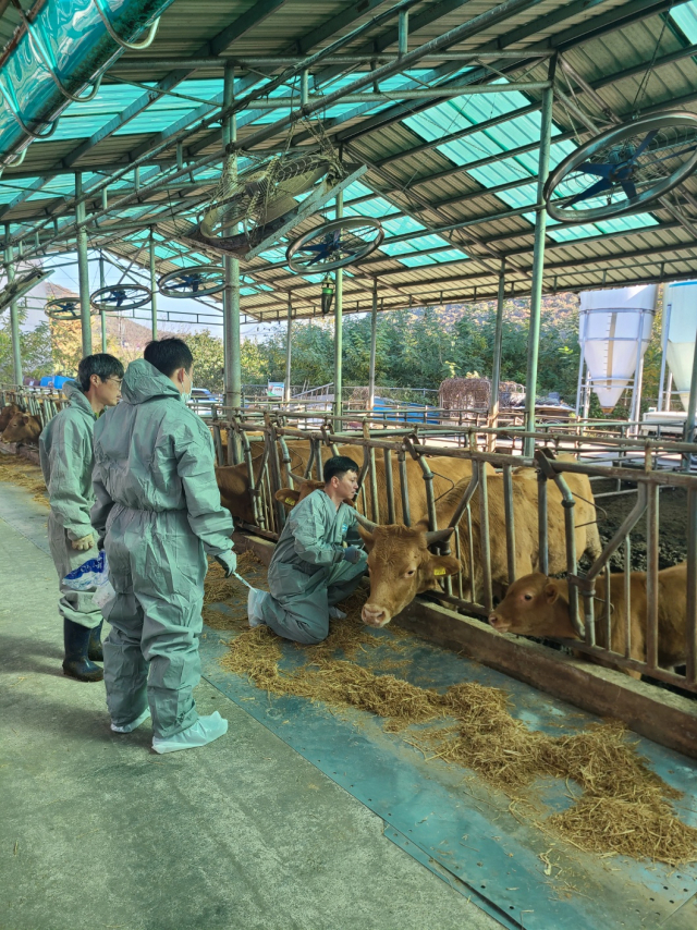 럼피스킨병 백신 접종. 사진 제공=경기도