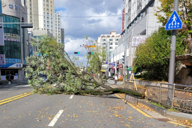 6일 오후 1시 6분께 대전 서구 갈마동의 한 도로에서 가로수가 강풍을 이기지 못하고 쓰러져 있다. 대전=연합뉴스