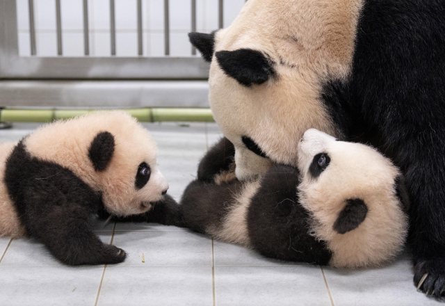 엄마 품으로 돌아온 쌍둥이 판다…일반 공개는 언제