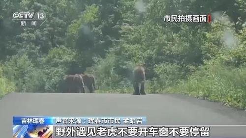 '소 두 마리 물어 죽였다'…백두산 호랑이, 중국 민가에 출현