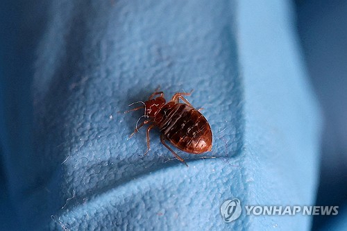 미국 뉴욕도 빈대 기승…브루클린 가장 심각…신고 건수 17% 증가