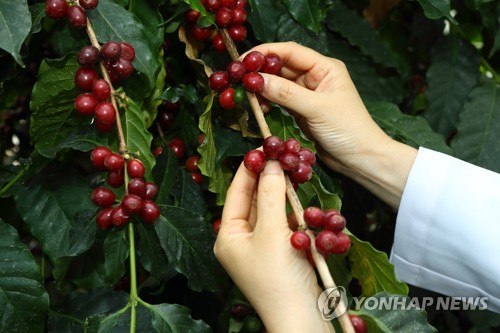 중국 때문에 커피가격 오르는 거아냐?…中부자들의 '플렉스 과일' 두리안 광풍에 베트남 농부들 커피밭 갈아엎는다