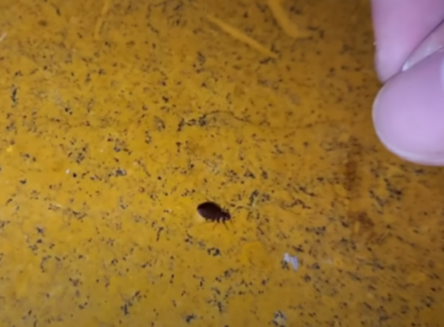 바퀴벌레보다 질긴 빈대의 생존력…“1년 굶고도 살아남는다”