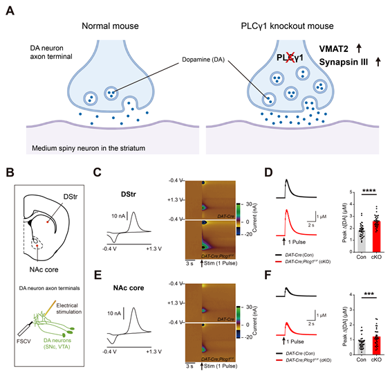 도파민 신경세포 특이적으로 PLCγ1의 발현을 유전적으로 억제하였을 때 도파민 신경세포의 축삭 말단에서 도파민 분비가 증가하는 것을 확인했다. 도식도=UNIST