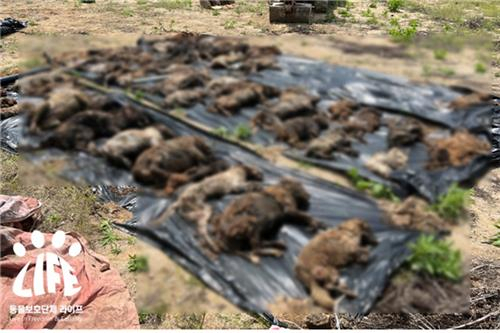 여주서 발견된 개 사체 100여구…범인 정체 보니 '경악'