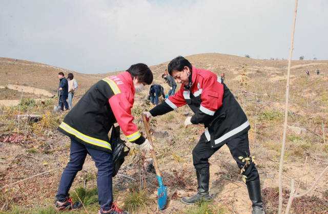 지난해 11월 울산시는 울주군 웅촌면 대복리 일원 산불피해지에서 고로쇠나무 3000본에 비료를 줬다. 사진제공=울산시