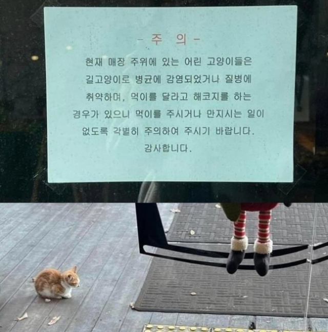 ‘길고양이 만지지 마’ 안내문 붙인 카페에 애묘인들 공분하자 결국…