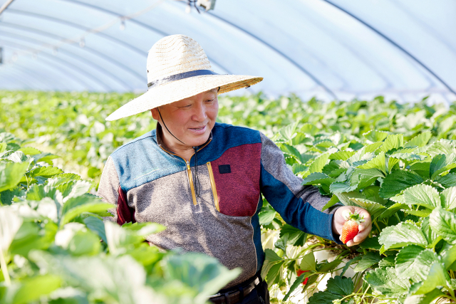 21일 충남 논산의 한 농장에서 박형규 논산킹스베리연합회장이 딸기를 수확하고 있다. 사진 제공=홈플러스
