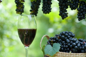 기상 이변 탓에 전 세계 와인 생산량 60년 만에 최저…와인 가격도 오를까?