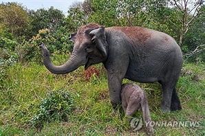 코끼리부터 코뿔소까지…인도네시아서 멸종위기종 새끼 잇따라 태어나 '화제'