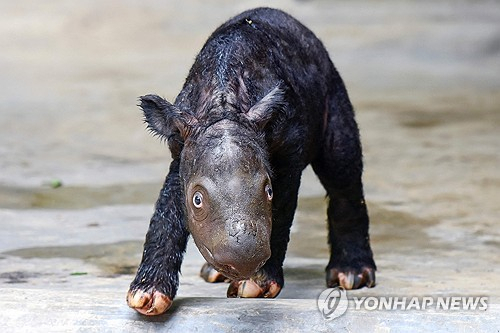 코끼리부터 코뿔소까지…인도네시아서 멸종위기종 새끼 잇따라 태어나 '화제'