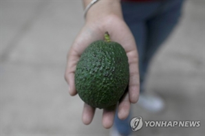 미국인이 아보카도 너무 사랑해서…멕시코 숲이 사라진다