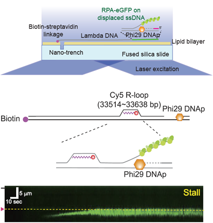 세계 최초, DNA 복제서 발생하는 현상 실시간 관찰