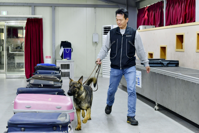 공군은 ‘국내 첫 마약탐지 군견’ 2마리를 양성해 공군제20전투비행단과 교육사령부에 배치했다. 사진은 탐지훈련을 하고 있는 교육사령부 탱크(1세·셰퍼드)와 군견운용요원(핸들러) 최용일 군무경력관. 사진 제공=공군