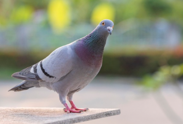 ‘비둘기 1마리’ 치어 죽인 택시 기사…‘동물 학대’에 엄격한 日 반응은