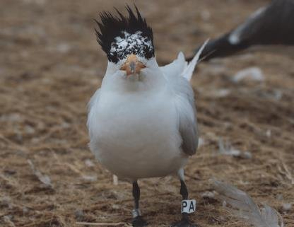 뿔제비갈매기. 사진 제공=국립생태원