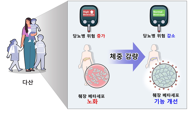 다출산 산모는 췌장 β세포가 노화돼 당뇨병 위험이 증가하지만 체중을 감량할 경우 췌장 β세포 기능이 개선되고 당뇨병 위험이 감소하는 것으로 나타났다. 사진 제공=분당서울대병원