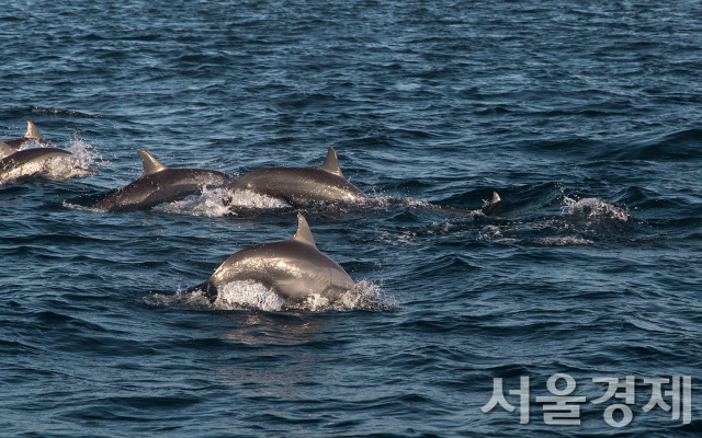 필피린 보홀의 ‘돌고래 와칭’. 사진 제공=필리핀 관광부