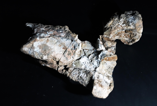 육식 공룡의 이빨 자국이 남아 있는 대형 초식 공룡의 화석. 사진 제공=국립문화재연구원