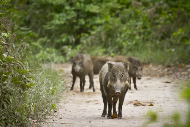 부산서 아프리카돼지열병 첫 확인…야생 멧돼지 감염