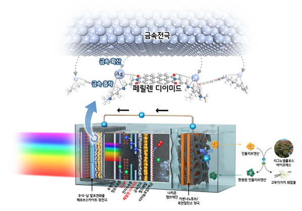 금속이온 확산에 대한 화학적 장벽 역할을 하는 페릴렌 디이미드 분자를 활용해 안정성이 향상된 광전기화학 장치의 개략도. 유니스트