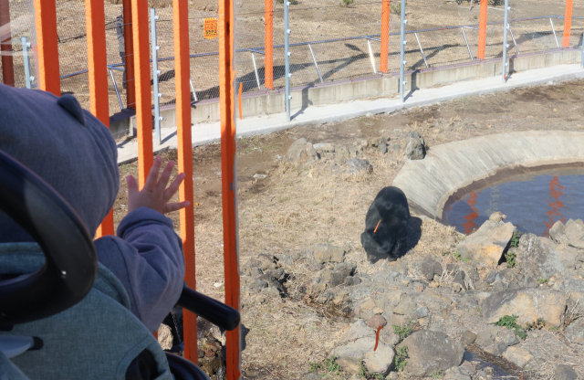 13일 오후 제주 서귀포시 성산읍 수산리 제주자연생태공원을 찾은 방문객이 최근 제주로 이주한 반달가슴곰을 관람하고 있다. 연합뉴스