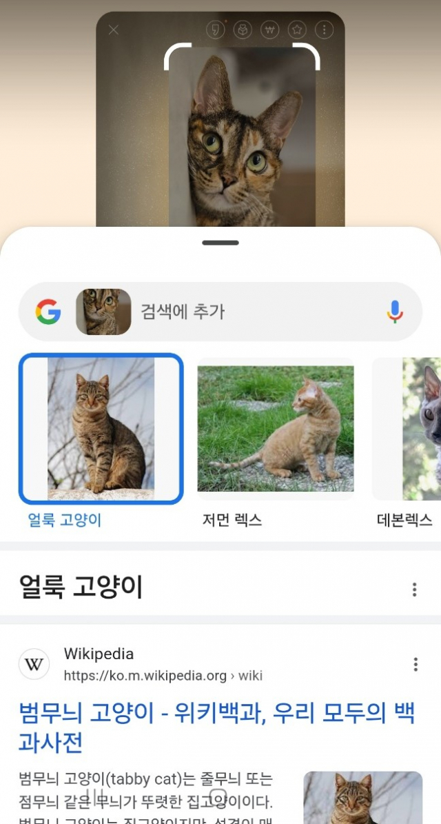 '서클 투 서치'로 고양이 사진을 이미지 검색한 결과. 무난한 검색결과가 뜬다. 앱 캡처
