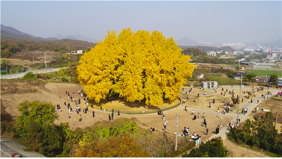 원주 반계리 은행나무. 사진 제공=원주시