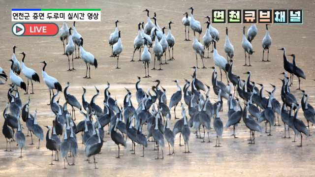 민통선 내 천연기념물 두루미 수백마리…연천큐브채널서 실시간 생중계